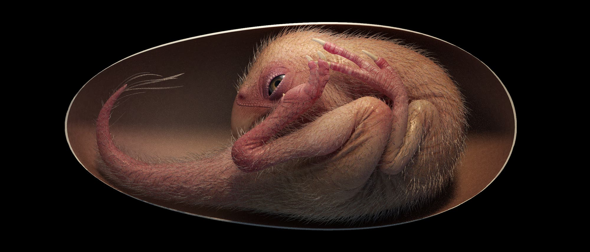 Bildliche Rekonstruktion von Baby Yingliang. Das Exemplar eines Oviraptorosauriers war offenbar kurz vorm Schlüpfen. Bildliche Rekonstruktion von Baby Yingliang. Das Exemplar eines Oviraptorosauriers war offenbar kurz vorm Schlüpfen.