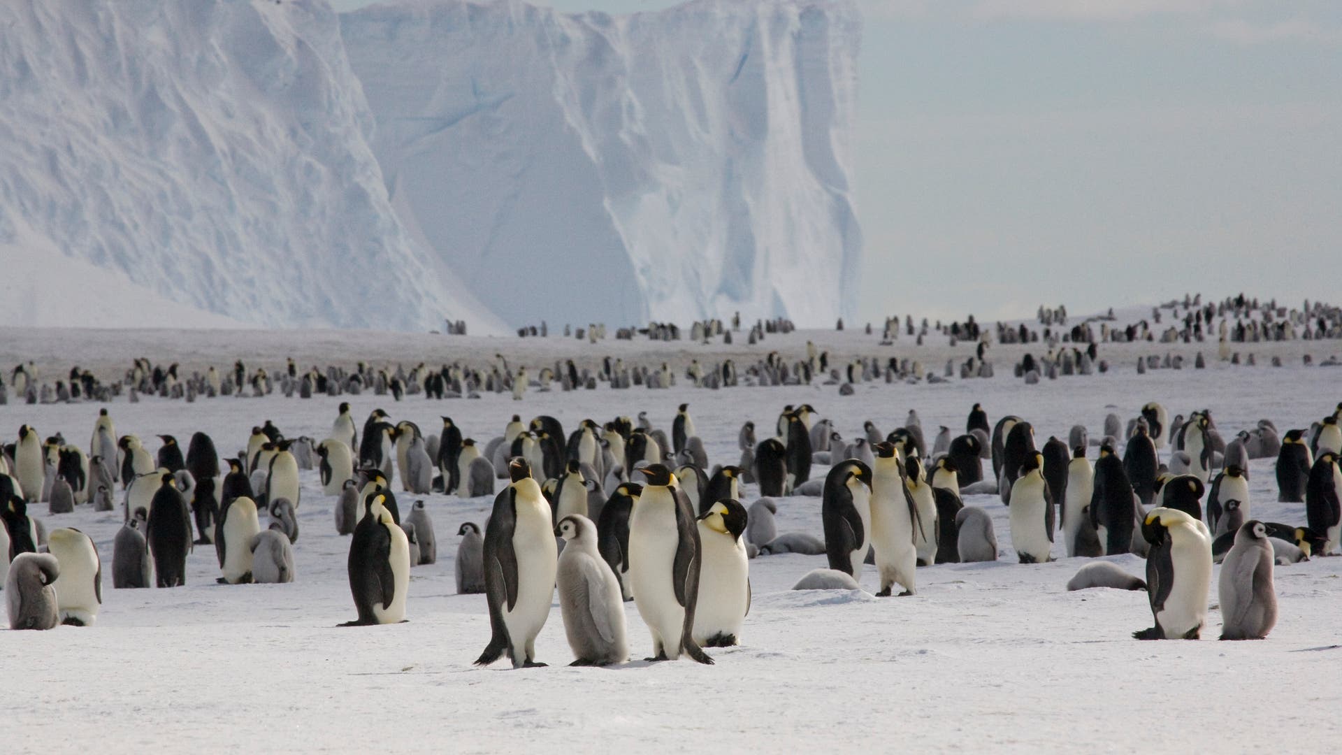 Kaiserpinguin-Kolonie in der Antarktis