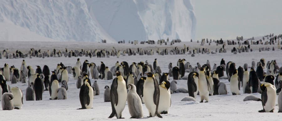 Kaiserpinguine an der Halley Bay Kaiserpinguine an der Halley Bay