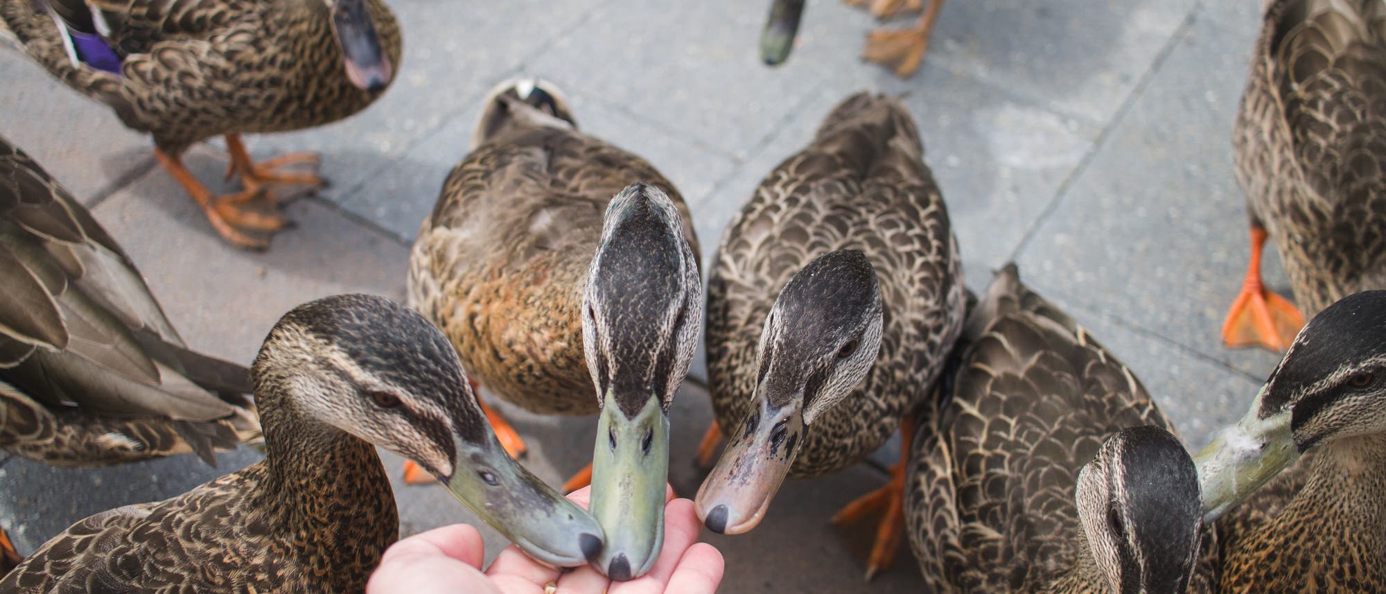 Hungrige Stockenten machen sich über Krümel her Hungrige Stockenten machen sich über Krümel her