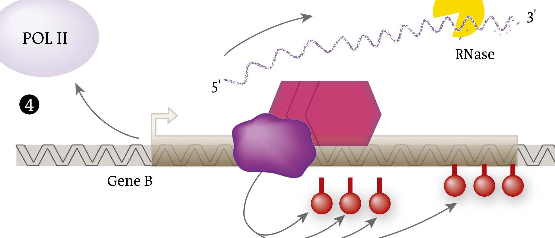 Regulation durch lncRNA Regulation durch lncRNA