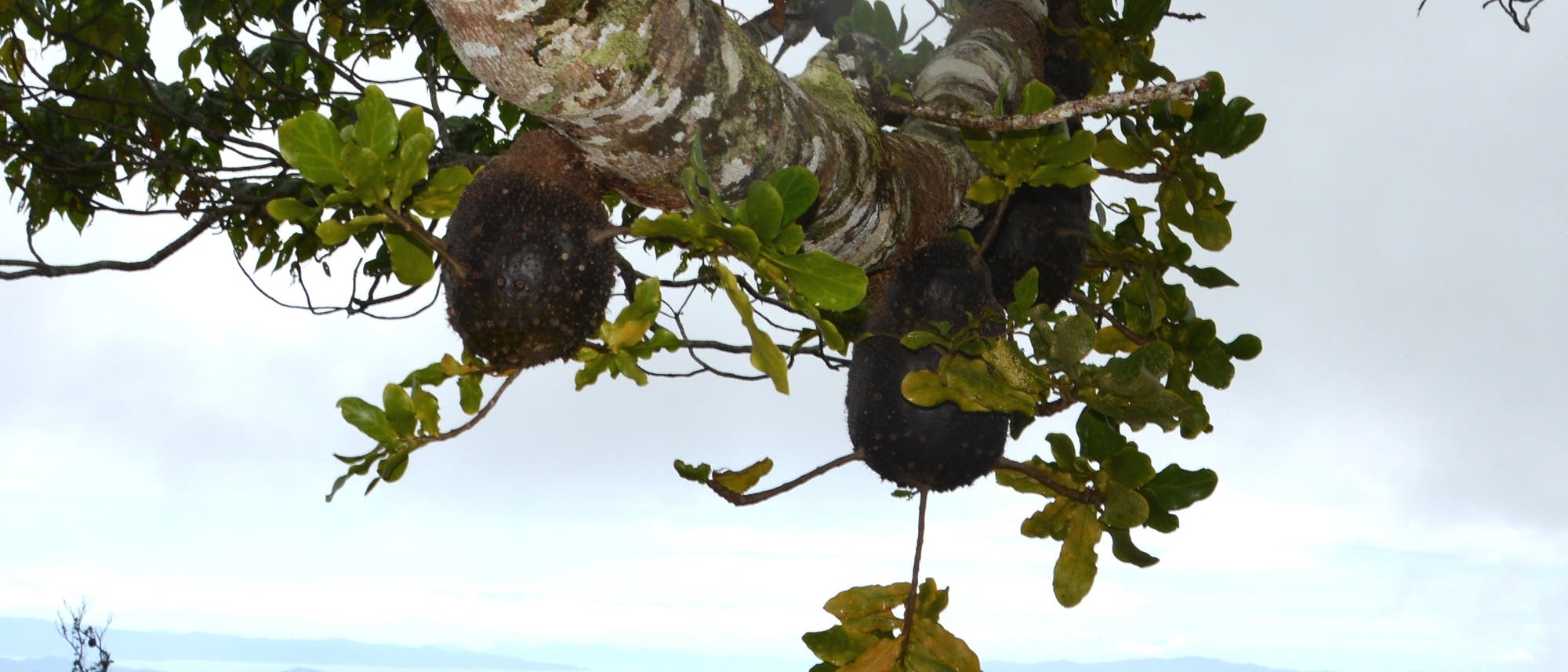 Eine Kitschpostkartenansicht von den Fidschi-Inseln - Im Vordergrund wuchern Epiphyten auf einem Baum Eine Kitschpostkartenansicht von den Fidschi-Inseln - Im Vordergrund wuchern Epiphyten auf einem Baum