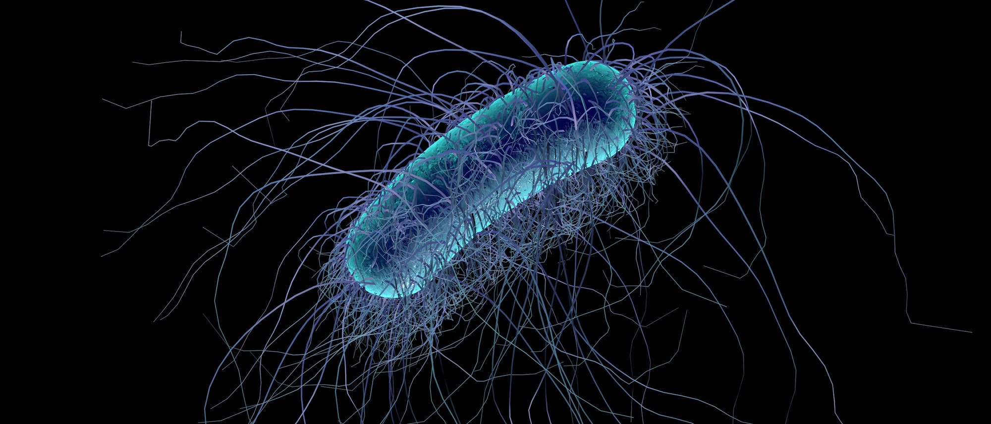 Darmbakterium Escherichia coli