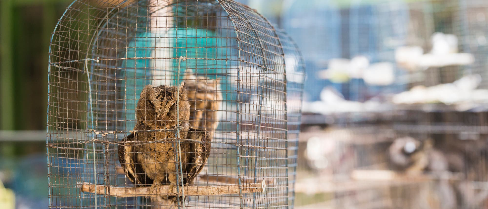 Eulen auf einem indonesischen Vogelmarkt Eulen auf einem indonesischen Vogelmarkt