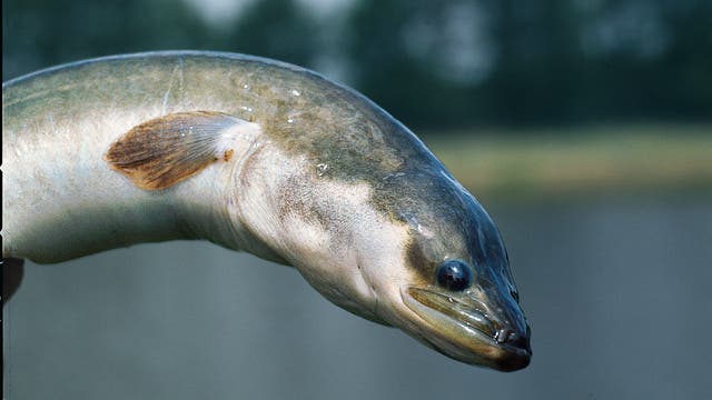 Europäischer Aal