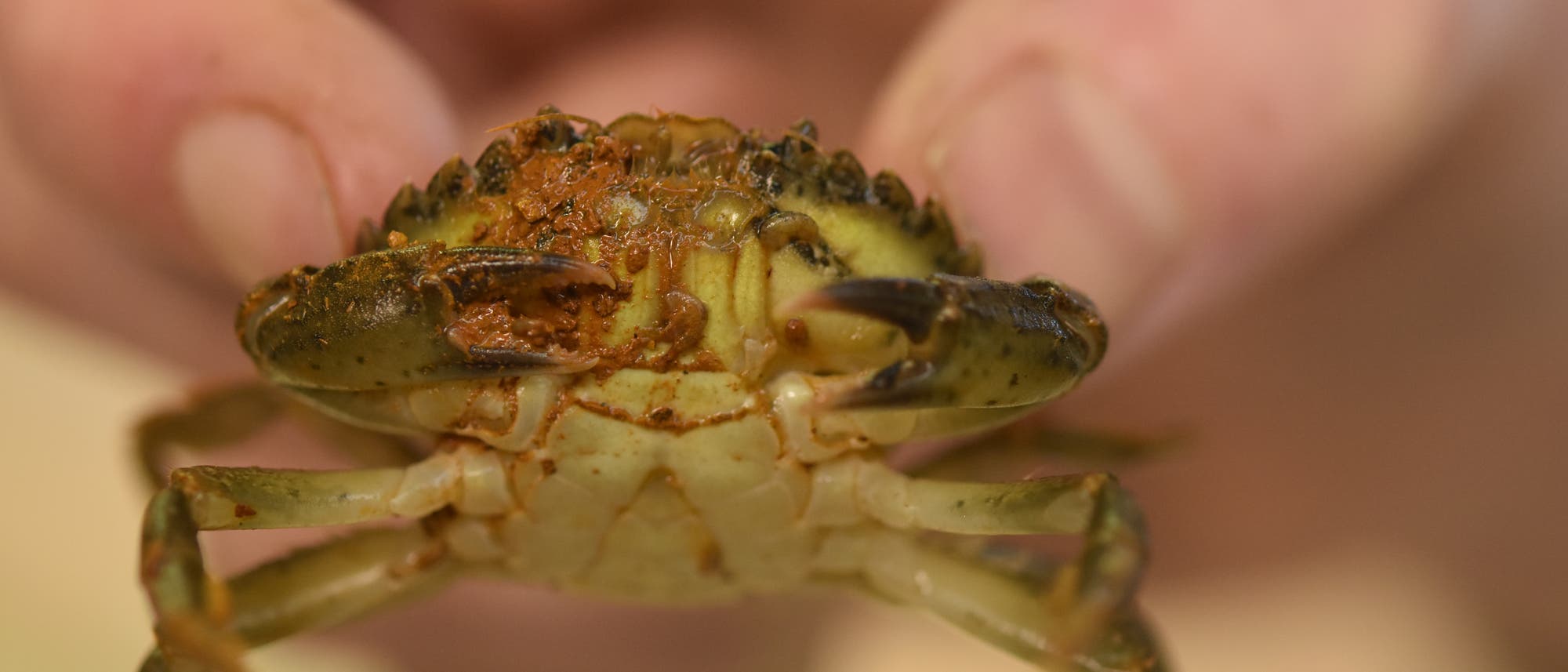 Europäische Krabbenart an Bord eines Antarktisschiffs Europäische Krabbenart an Bord eines Antarktisschiffs