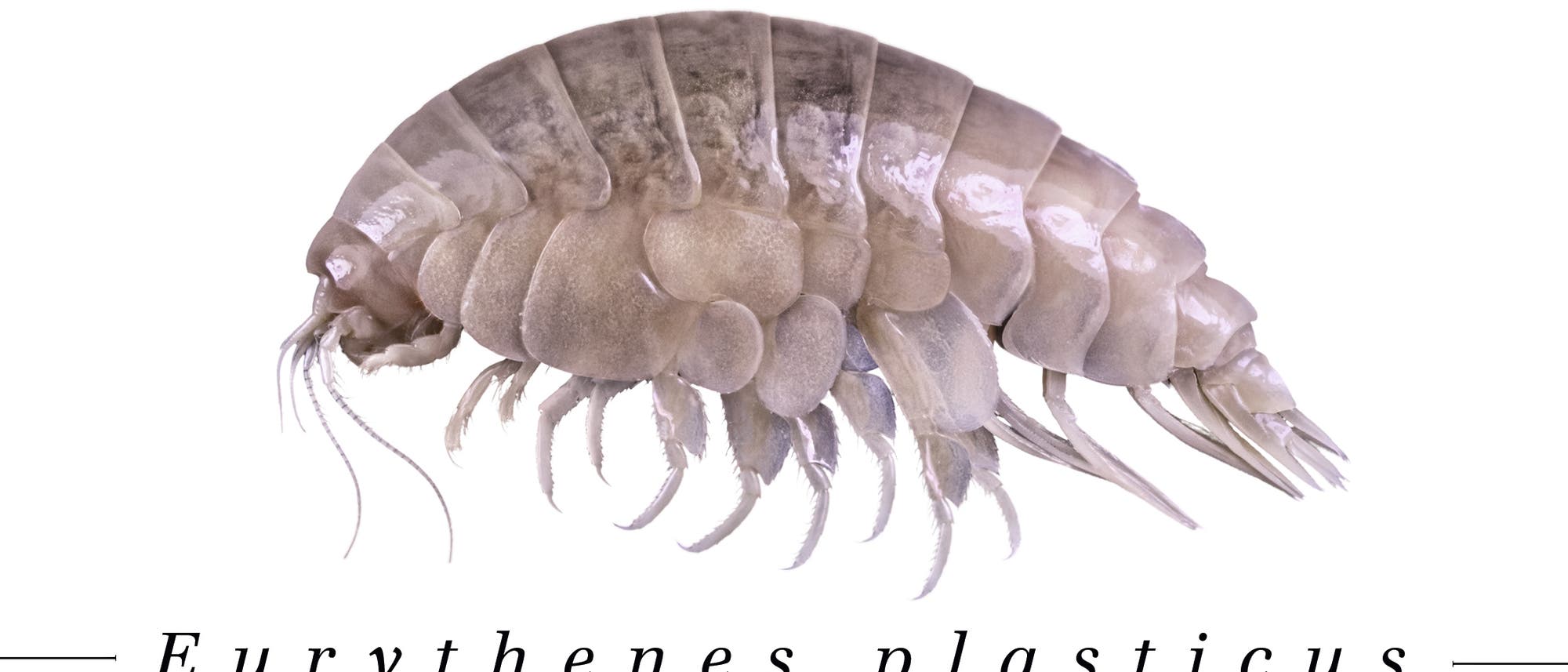 Der neu entdeckte Flohkrebs »Plasticus« Der neu entdeckte Flohkrebs »Plasticus«