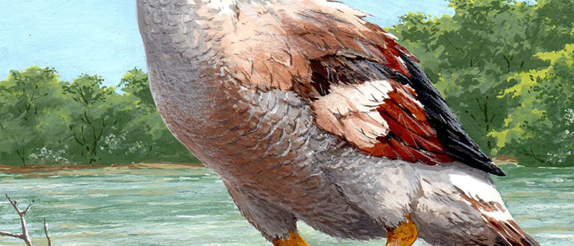 Die Riesengans Garganornis ballmanni schlug mit ihren Schwingen zu Die Riesengans Garganornis ballmanni schlug mit ihren Schwingen zu