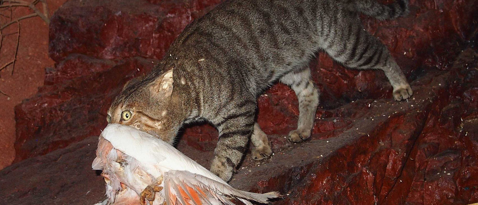 Katze mit erbeutetem Rosakakadu (Eolophus roseicapilla) Katze mit erbeutetem Rosakakadu (Eolophus roseicapilla)
