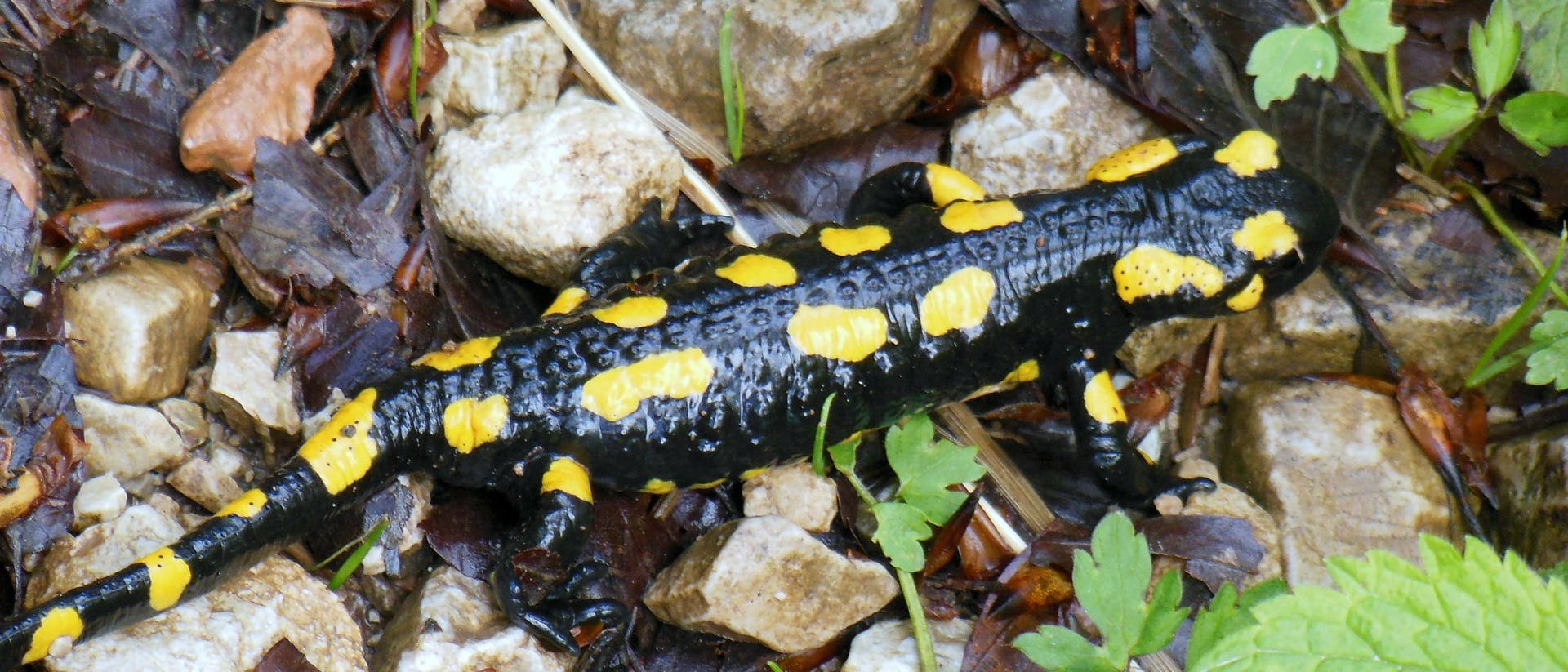 Feuersalamander Feuersalamander