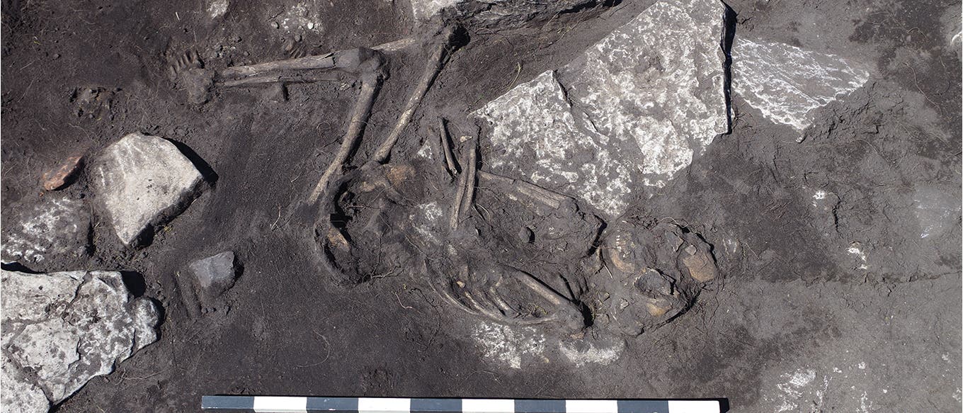 Eins von neun Skeletten, die in einem einzelnen Haus der Burg von Sandby borg gefunden wurden. Eins von neun Skeletten, die in einem einzelnen Haus der Burg von Sandby borg gefunden wurden.