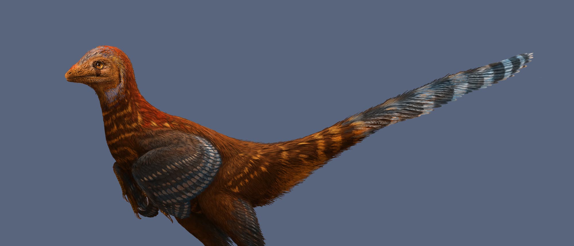 Rekonstruktion des Dinosauriers Rekonstruktion des Dinosauriers