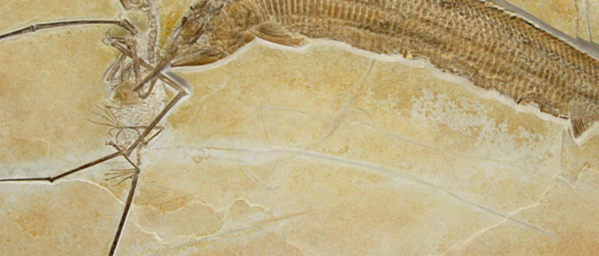 Fisch beißt Flugsaurier beißt Fisch Fisch beißt Flugsaurier beißt Fisch