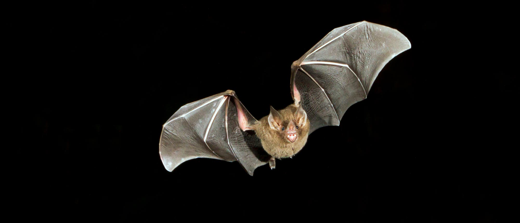 Fledermaus Fledermaus