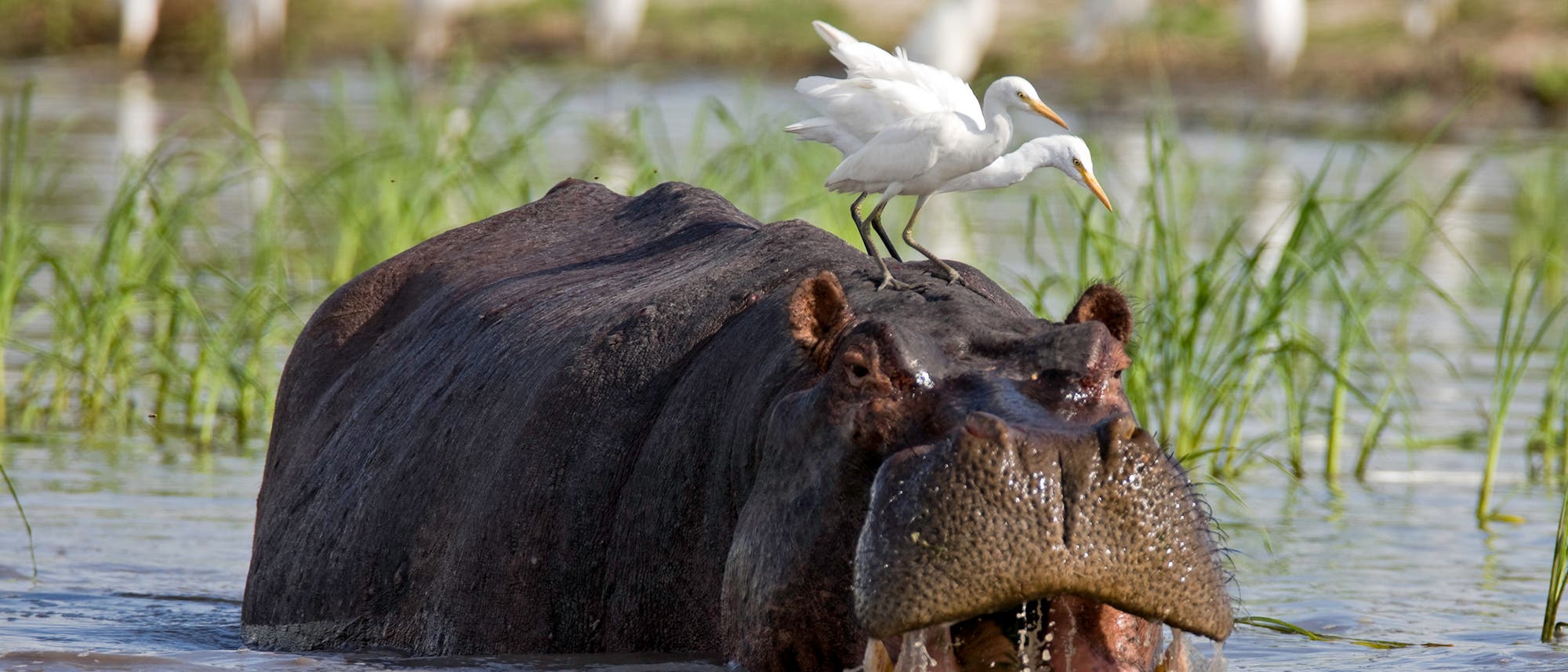 Flusspferde gehören zu den großen 5 jeder Safari Flusspferde gehören zu den großen 5 jeder Safari