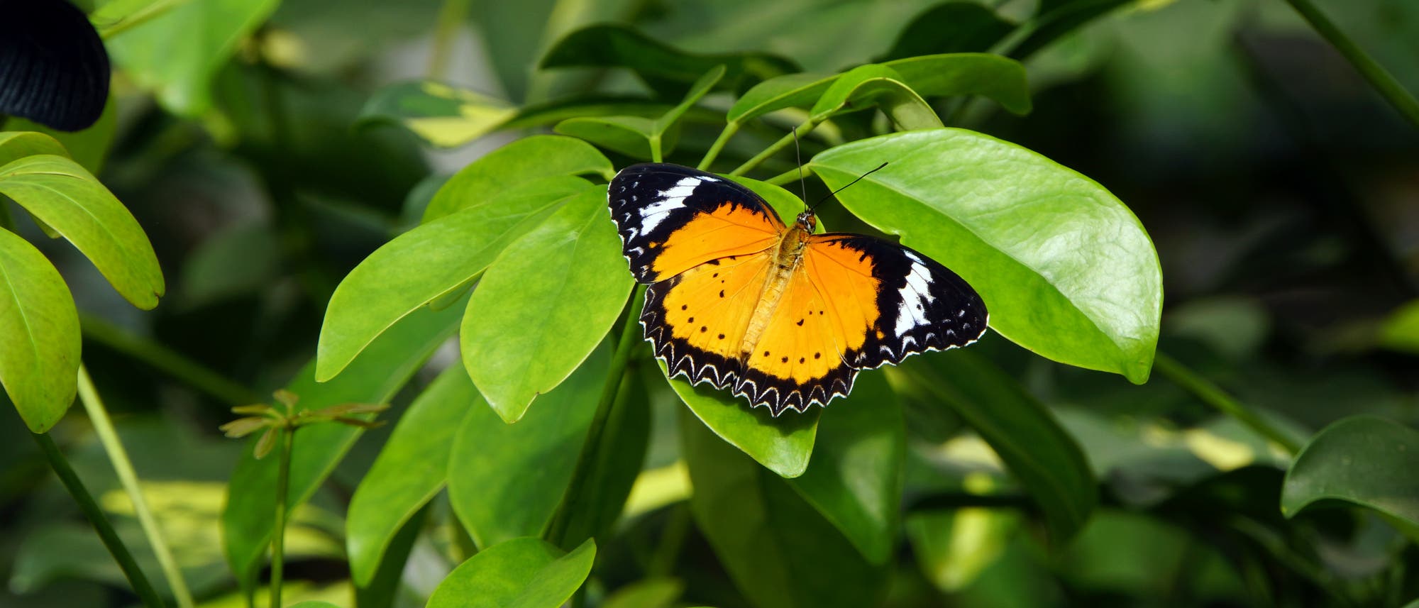 Kleiner Monarch Danaus chrysippus Kleiner Monarch Danaus chrysippus