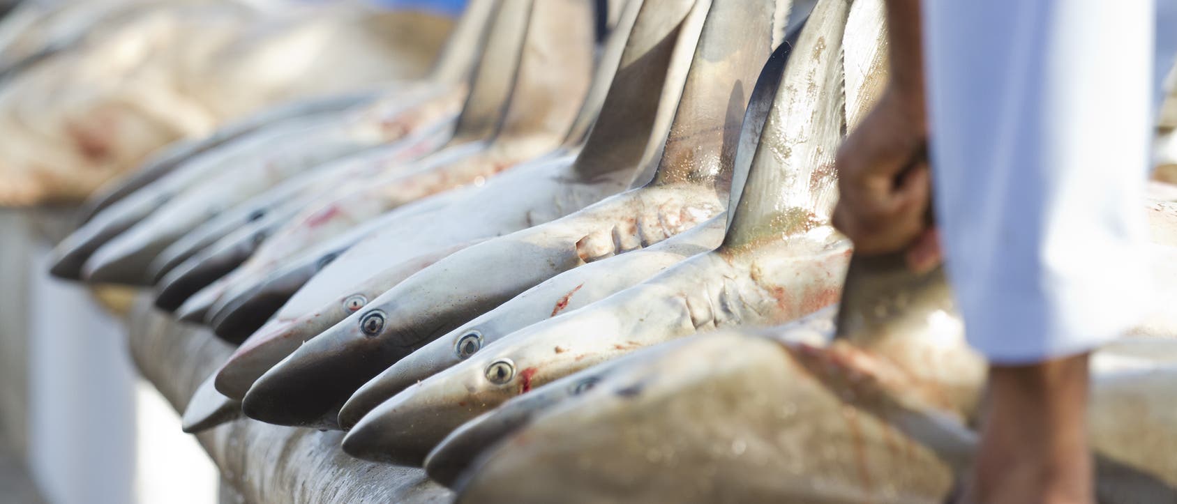 Haie auf dem Fischmarkt Haie auf dem Fischmarkt