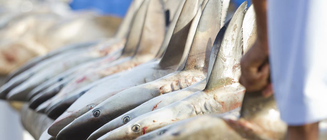 Haie auf dem Fischmarkt Haie auf dem Fischmarkt