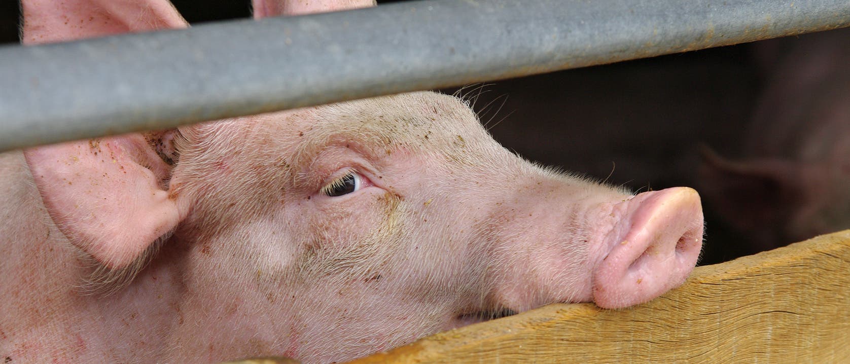 Schwein Schwein