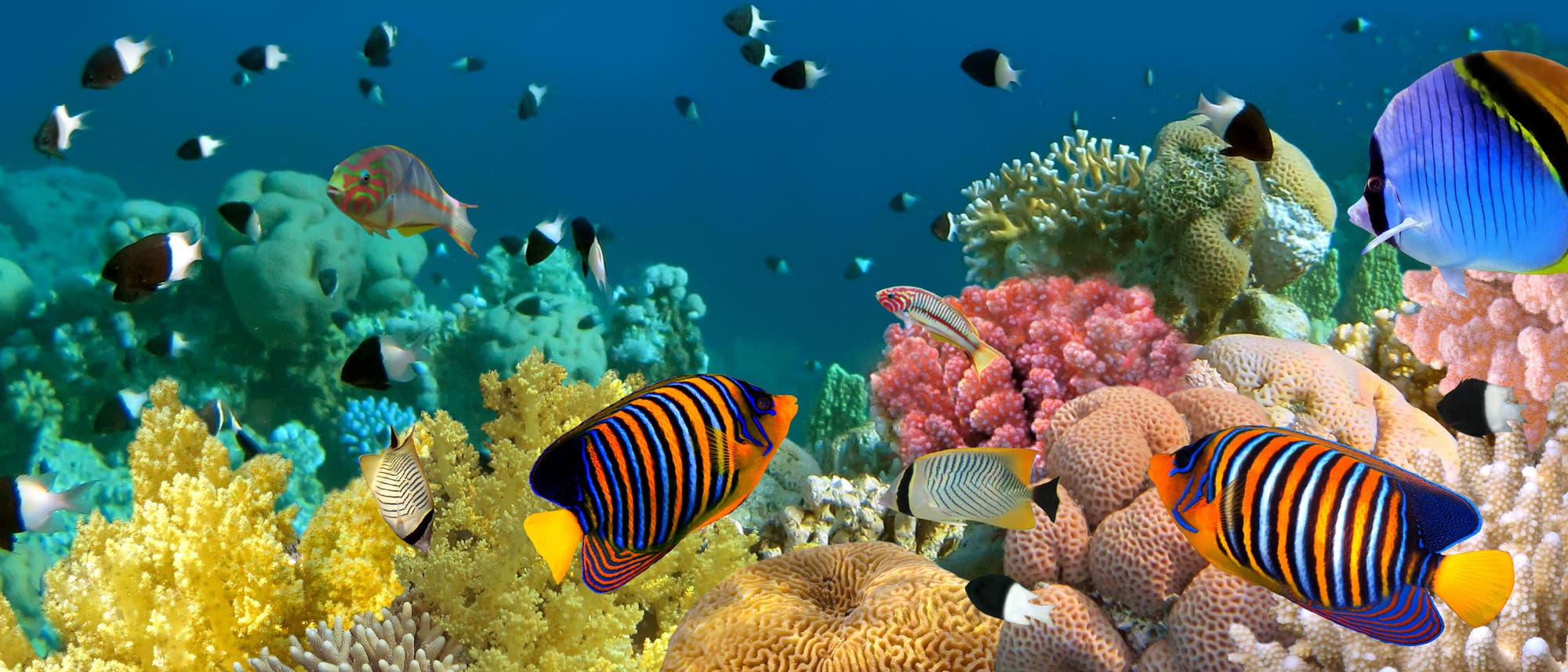 Bedrohte Ökosysteme: Die schleichende Versauerung setzt marine Lebensgemeinschaften weltweit unter Stress. Bedrohte Ökosysteme: Die schleichende Versauerung setzt marine Lebensgemeinschaften weltweit unter Stress.