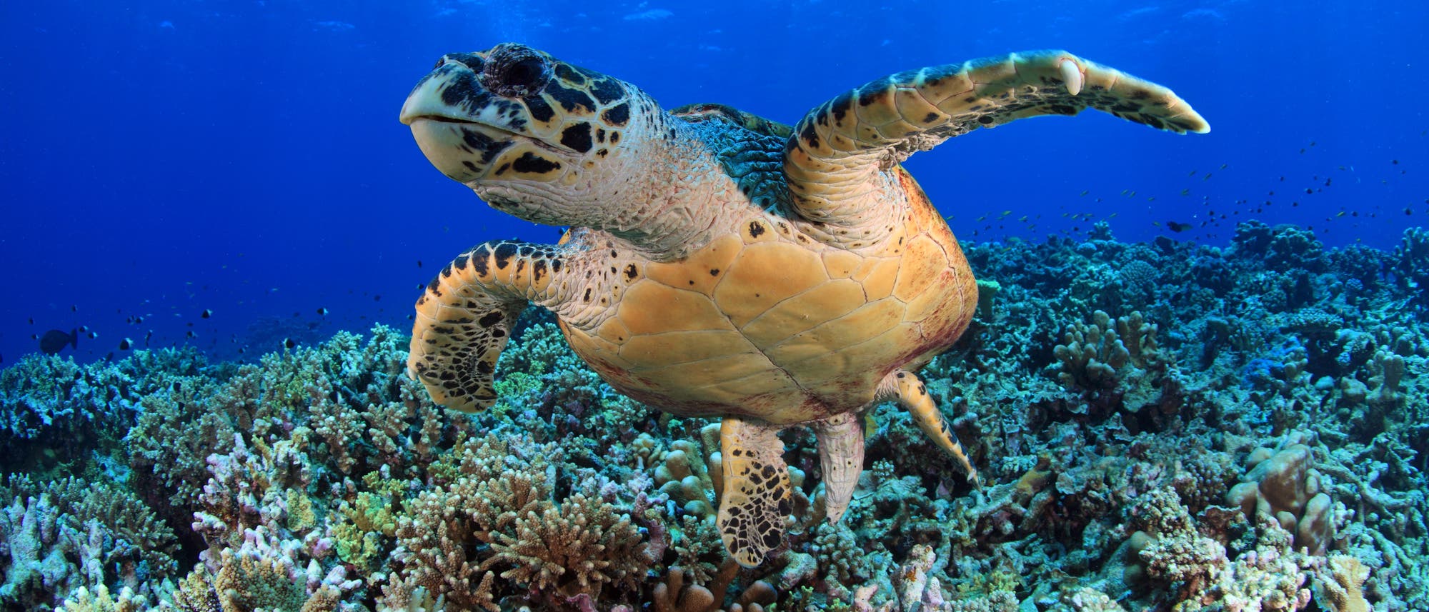 Echte Karettschildkröte Echte Karettschildkröte