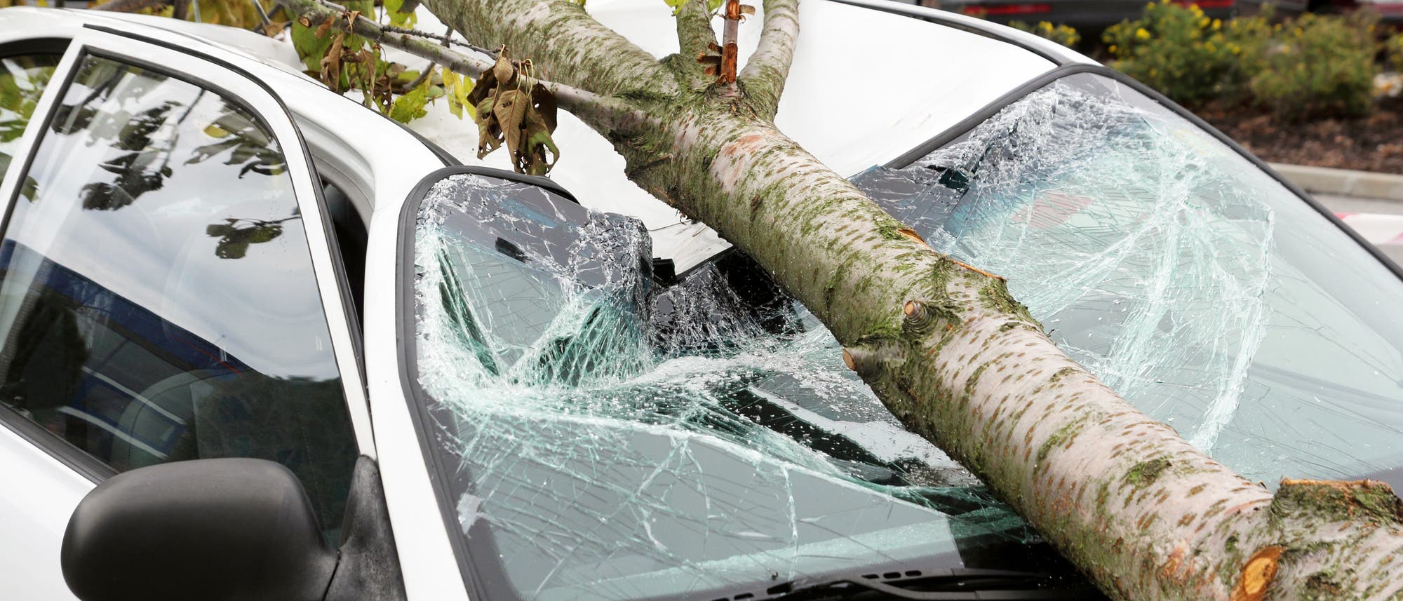 Ein Ast hat Windschutzscheibe und Dach eines geparkten Autos eingedrückt Ein Ast hat Windschutzscheibe und Dach eines geparkten Autos eingedrückt