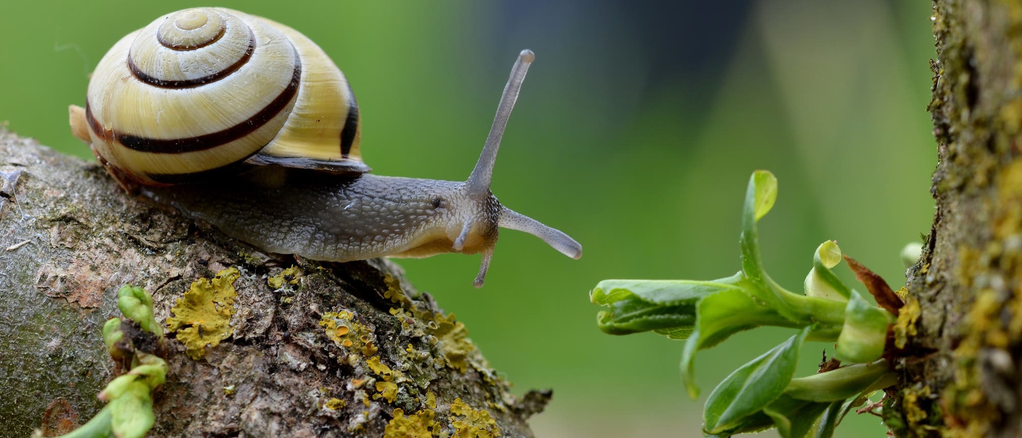 Gut geschützte Hain-Bänderschnecke Gut geschützte Hain-Bänderschnecke