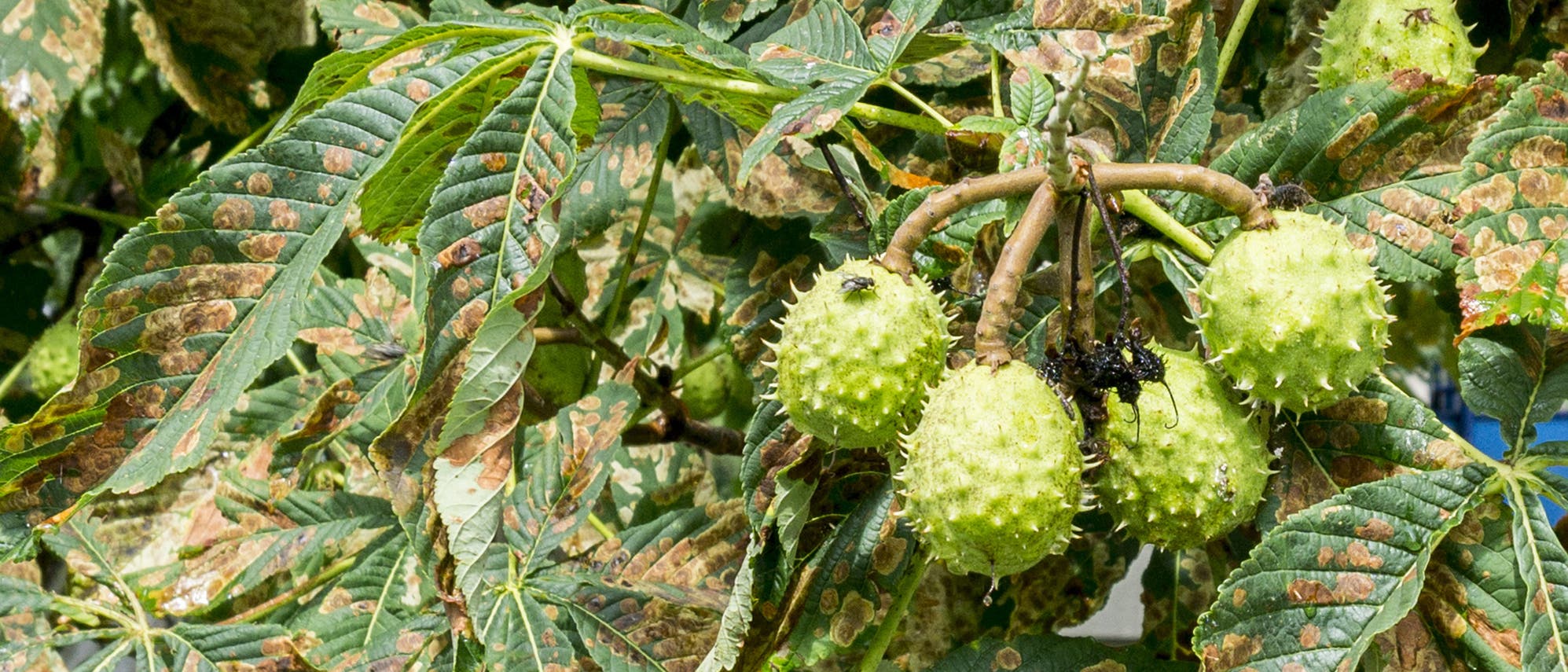 Früchte und braun gefleckte Blätter einer mit Pseudomonas befallenen Rosskastanie Früchte und braun gefleckte Blätter einer mit Pseudomonas befallenen Rosskastanie