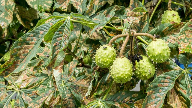 Früchte und braun gefleckte Blätter einer mit Pseudomonas befallenen Rosskastanie