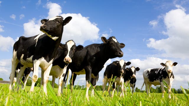 Holsteiner Schwarzbunte stehen auf einer Wiese