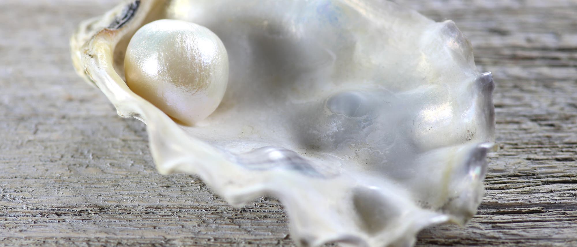 Perle in Muschelschale auf Holztisch Perle in Muschelschale auf Holztisch