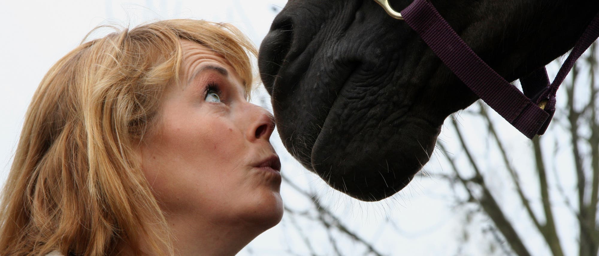 Mienenspiel zwischen Pferd und Halter Mienenspiel zwischen Pferd und Halter