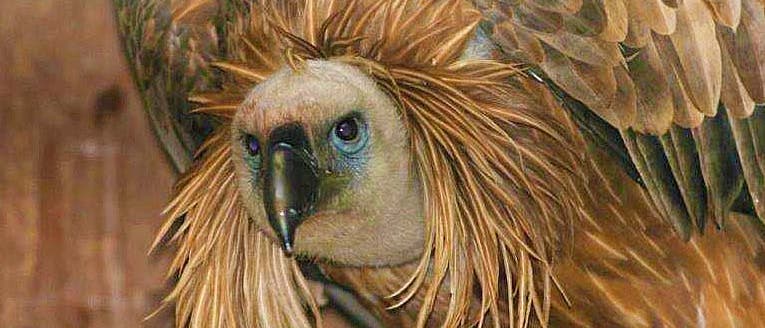 Gänsegeier Gypsi Gänsegeier Gypsi