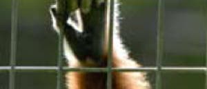 Arm gefangener Affe Arm gefangener Affe