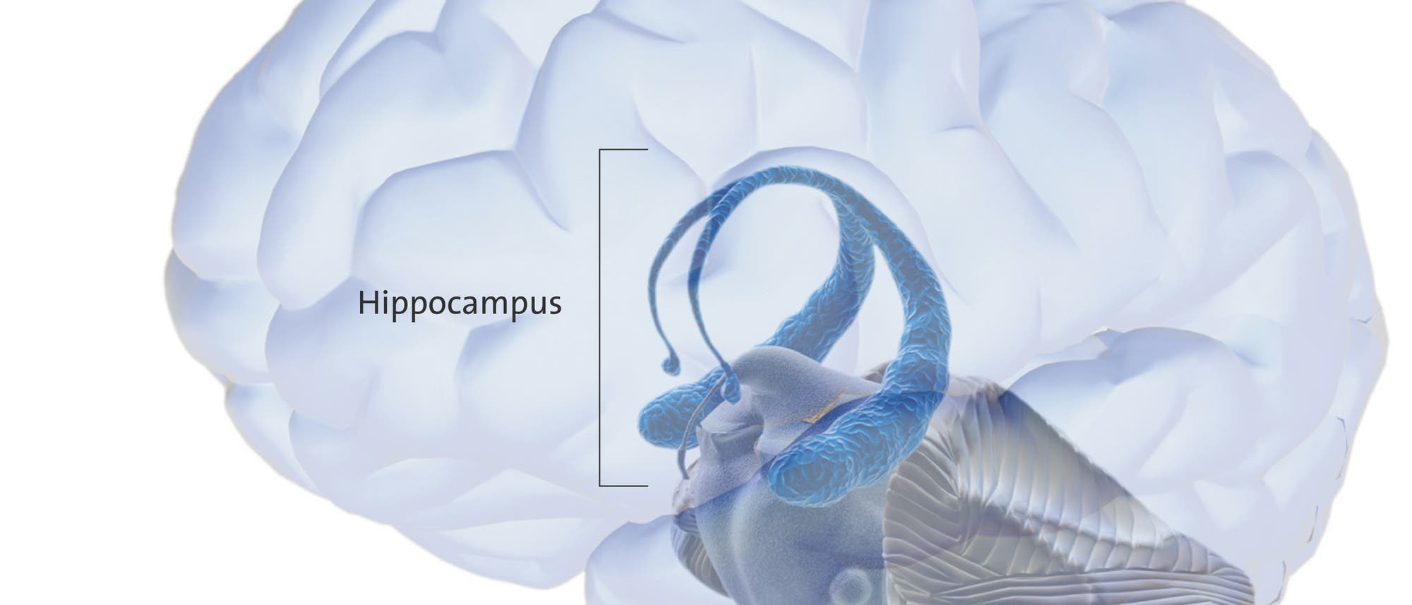 Der Hippocampus Der Hippocampus