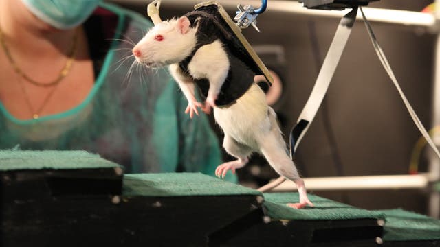 Gelähmte Ratten lernen wieder laufen