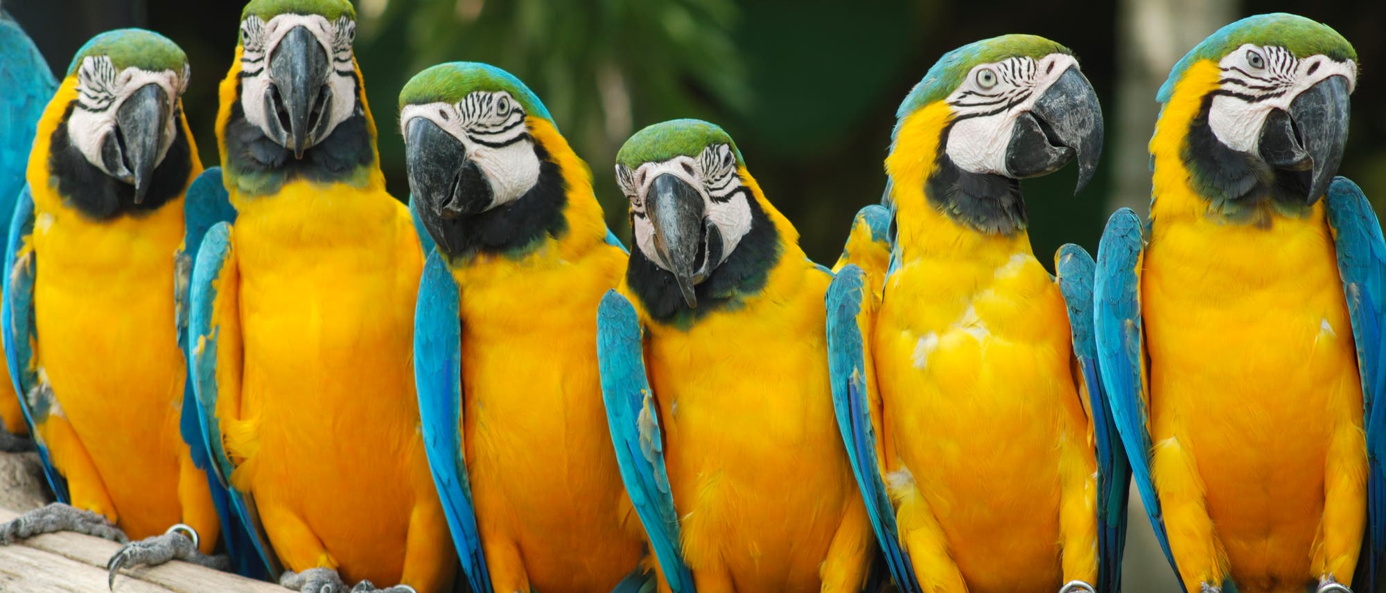 Papageien wie diese Gelbbrustaras sind überwiegend in den Tropen zuhause