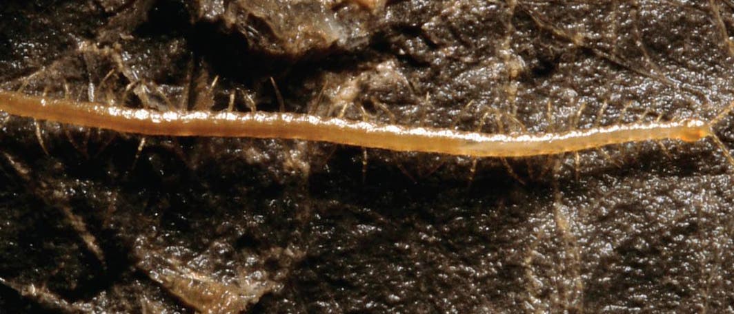 Geophilus hadesi Geophilus hadesi