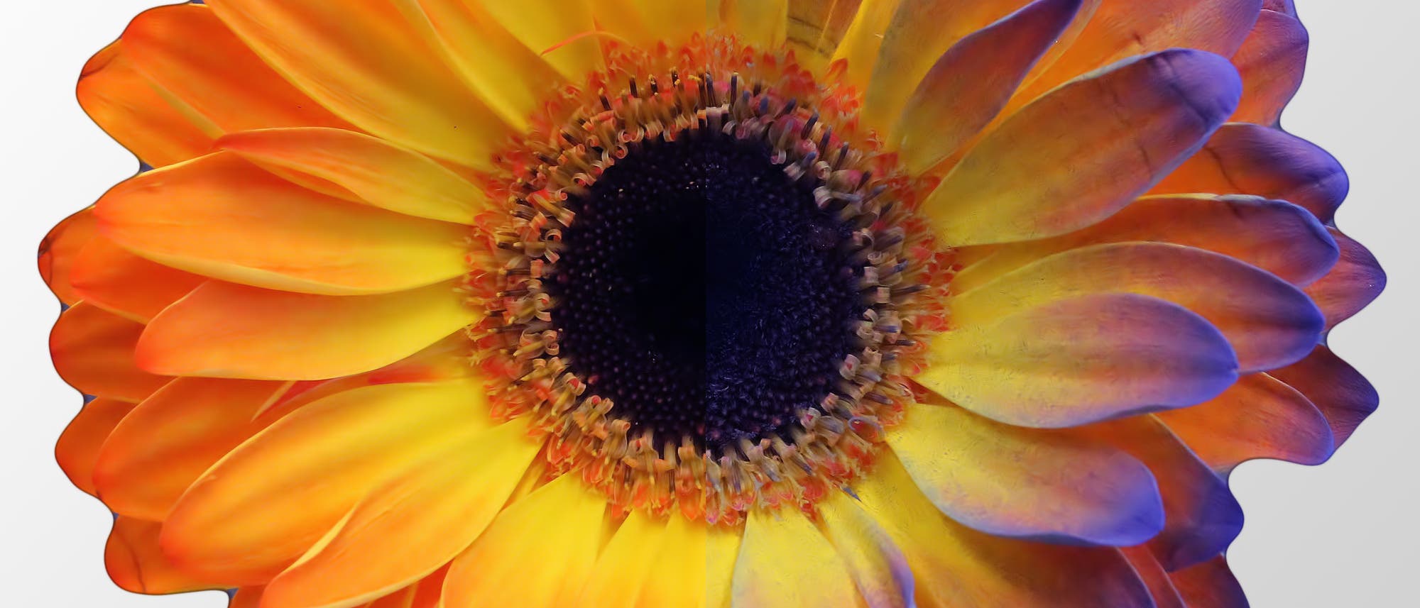 Geladene Gerbera Geladene Gerbera