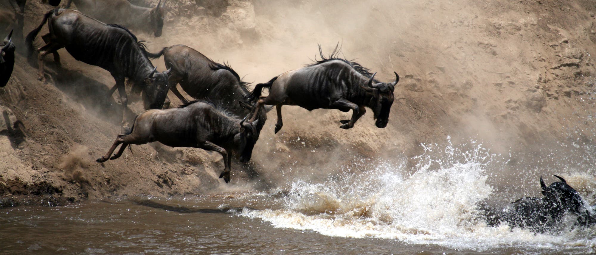 Gnus überqueren den Mara-Fluss in der Serengeti Gnus überqueren den Mara-Fluss in der Serengeti