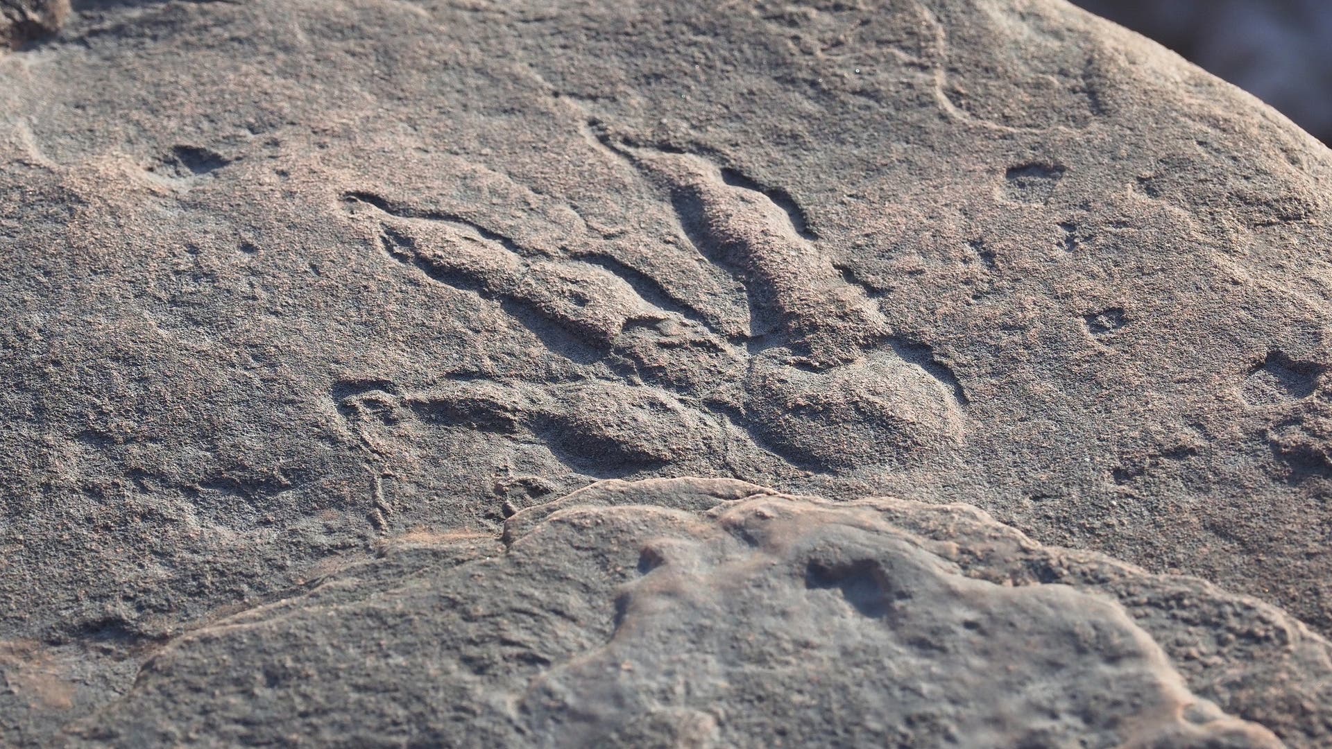 Dino-Fußabdruck