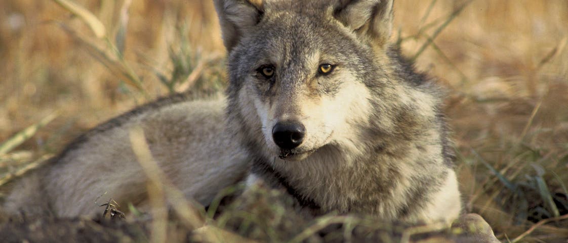 Grauwolf Grauwolf