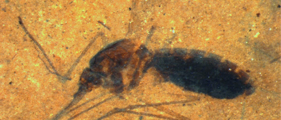 Fossile Mücke Fossile Mücke