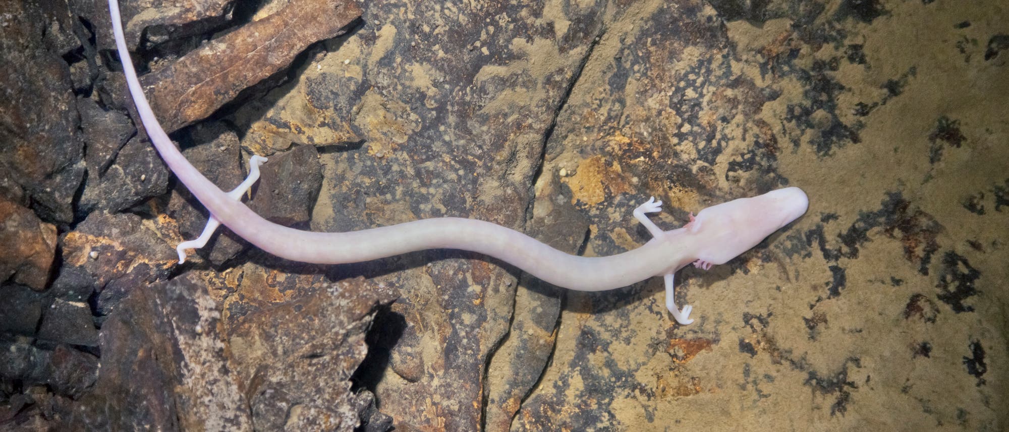 Grottenolm_iStock-471402671_piranka.jpg?