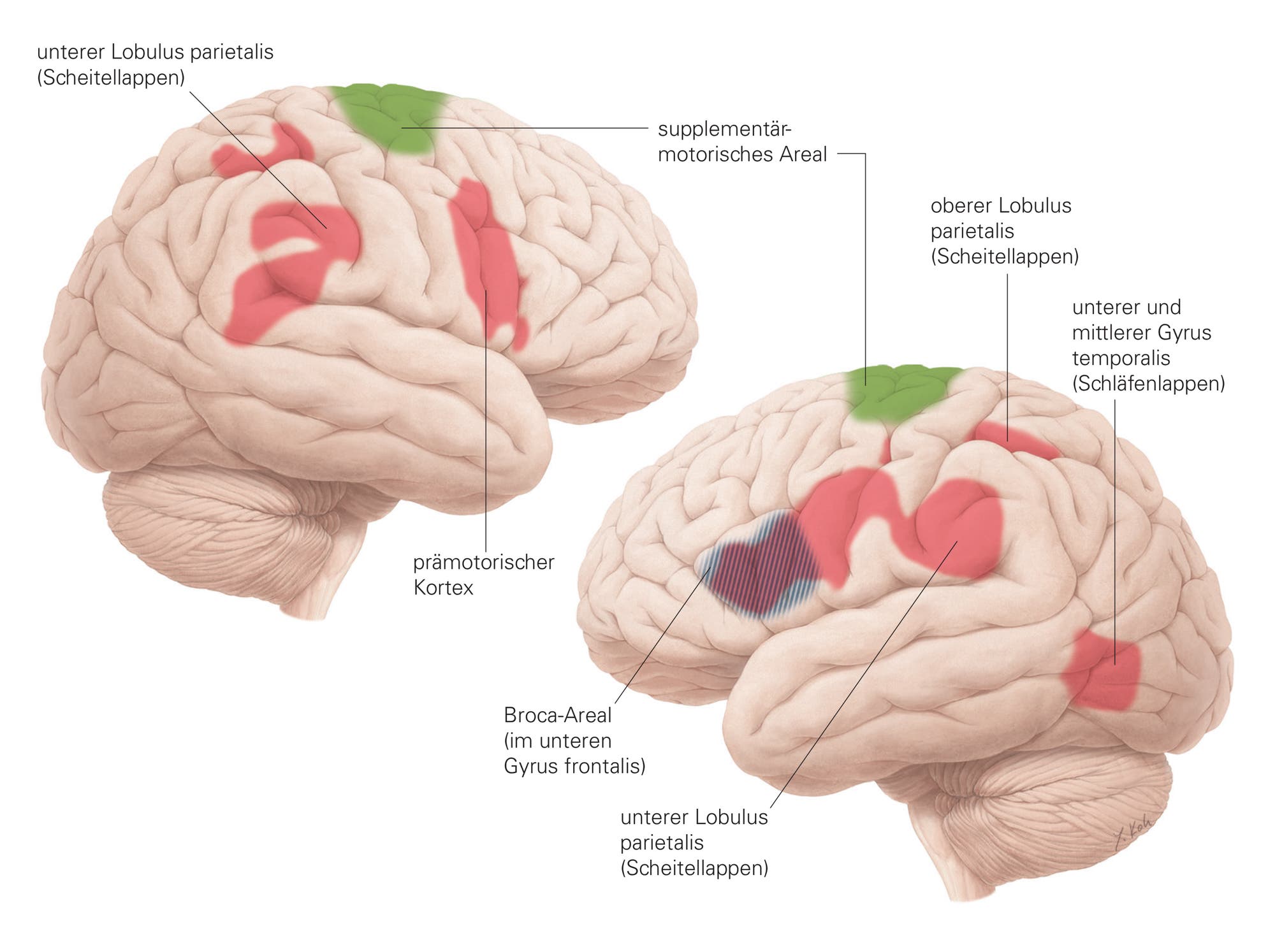 El sistema de espejos en el cerebro