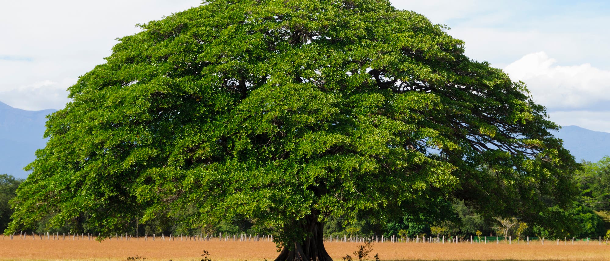 Ein einsamer Baum steht in Guanacaste, Costa Rica Ein einsamer Baum steht in Guanacaste, Costa Rica