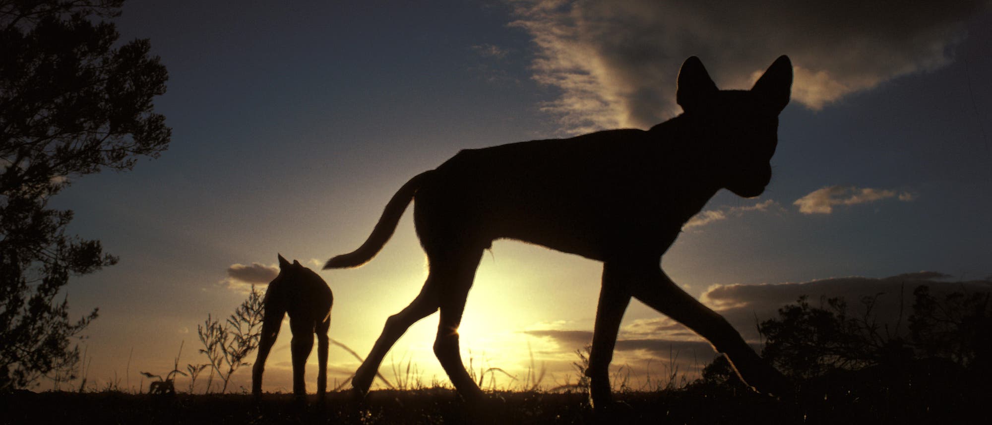 Dingos in der Dämmerung Dingos in der Dämmerung
