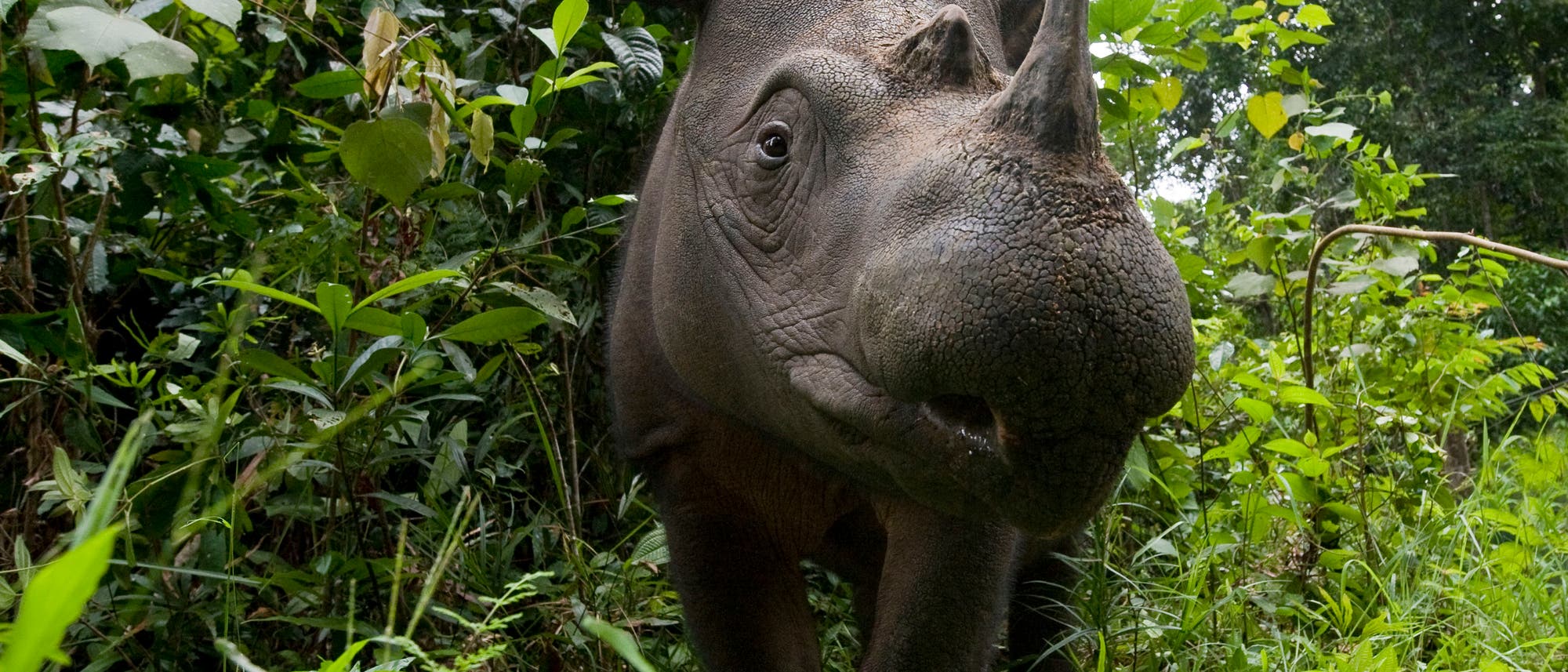 Sumatra-Nashorn (Dicerorhinus sumatrensis) Sumatra-Nashorn (Dicerorhinus sumatrensis)