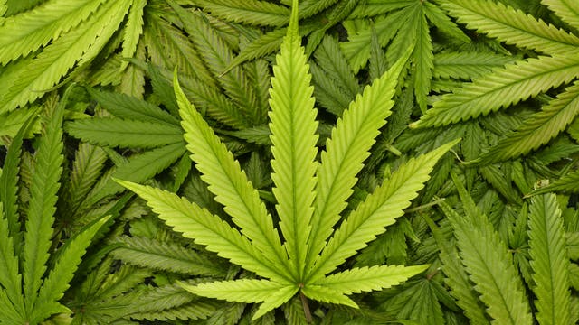 Hanfpflanze liefert den Rohstoff für Marihuana