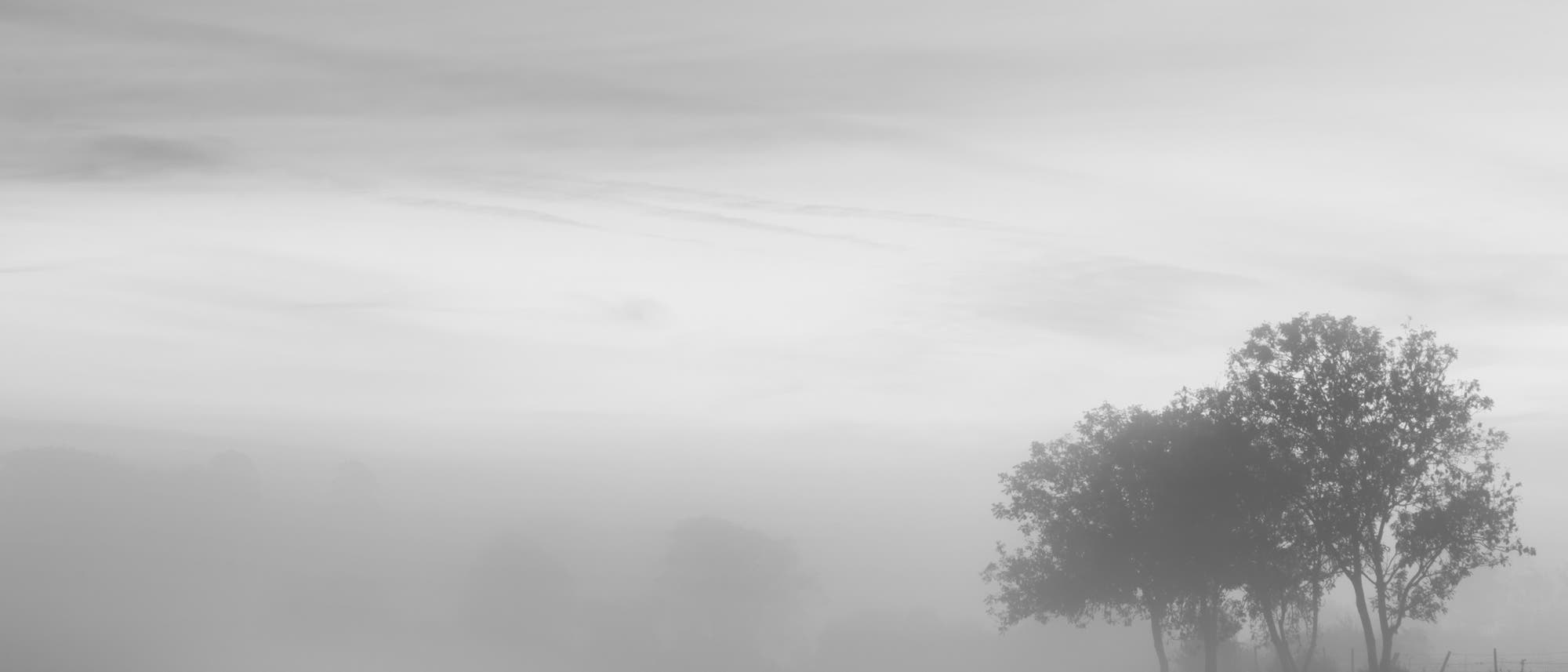 Einige Bäume stehen in dichtem Nebel; der Himmel ist verhangen. Einige Bäume stehen in dichtem Nebel; der Himmel ist verhangen.